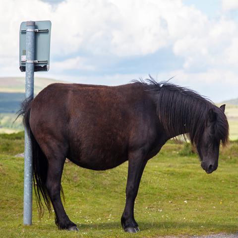 Wat te doen tegen zomereczeem bij paarden