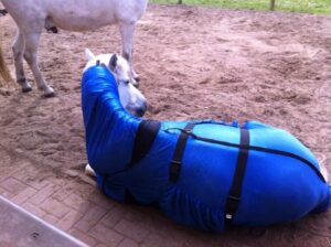 Zomereczeem bij paarden