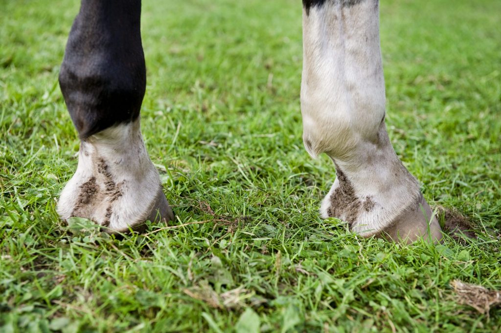 Mok bij paarden