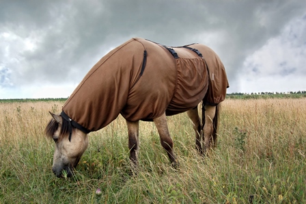 Zomereczeem of sme bij paarden