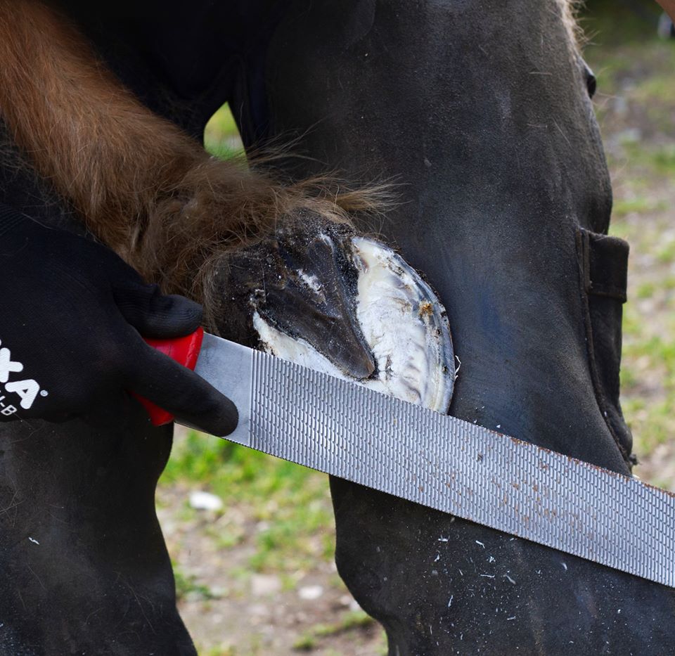 Brokkelhoeven bij je paard