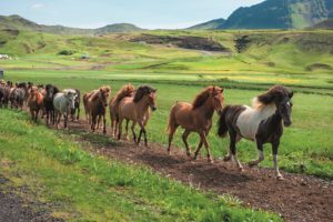 Sfeer foto IJslandse paarden