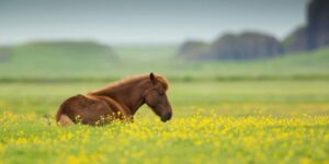 Paard het land op