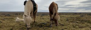 Sfeer foto IJslandse paarden