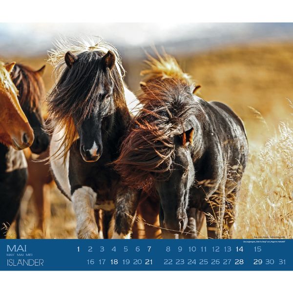Boiselle IJslander kalender 2023