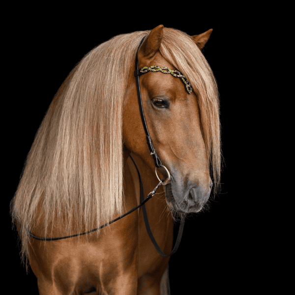 Hrimnir kopstuk Heritage Aurora