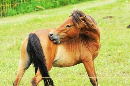 Oorzaken zomereczeem bij paarden