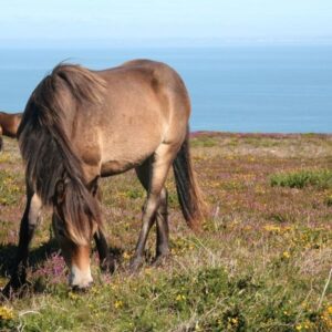 Voeding en PPID bij paarden