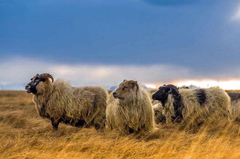 IJslandse wol - BreidaWol