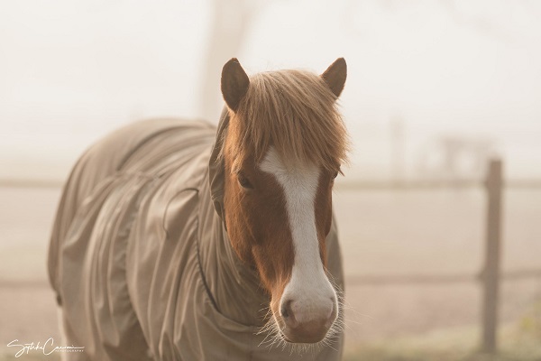 Wat zijn symptomen darmproblemen paard
