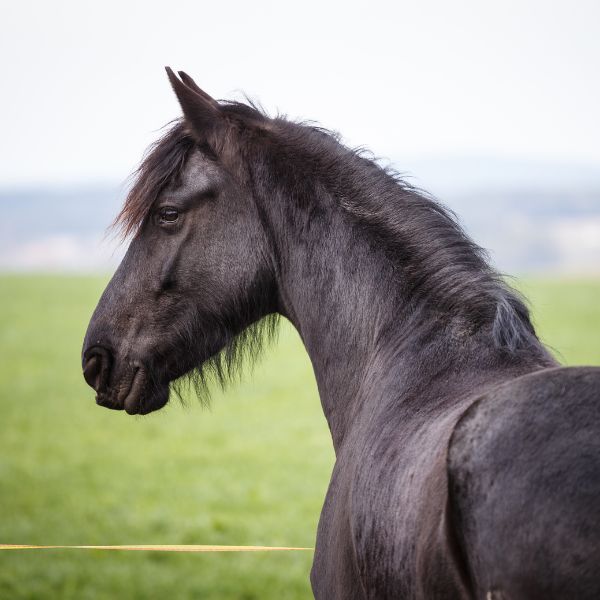 Een gezonde darm, de basis voor een gezond paard