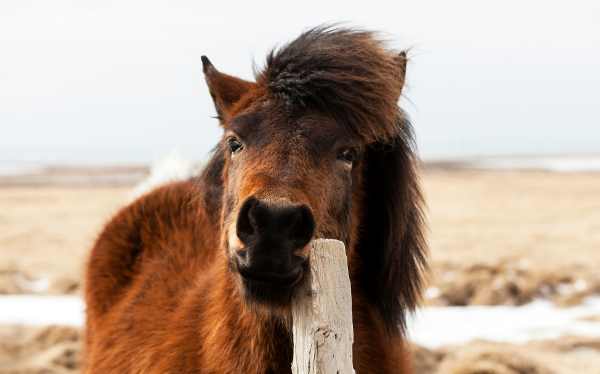 Help mijn paard heeft jeuk door allergische reactie