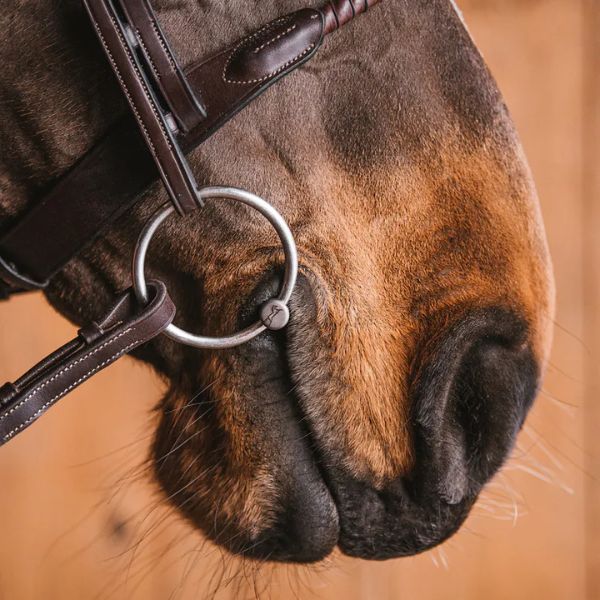 Samen sterk in de paardenwereld