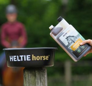 Heltie horse