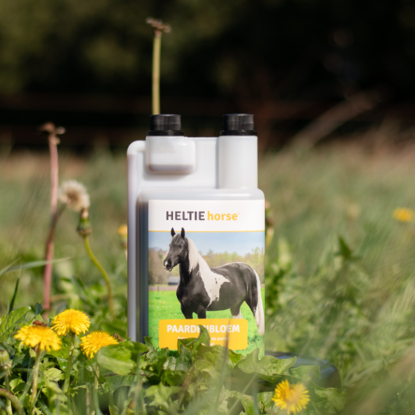 Heltie Horse paardenbloem