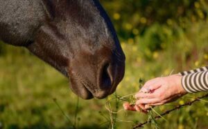 Hoe kan jij je paard laten wennen aan gras