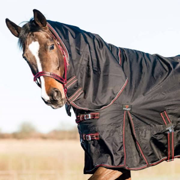 SALE paard