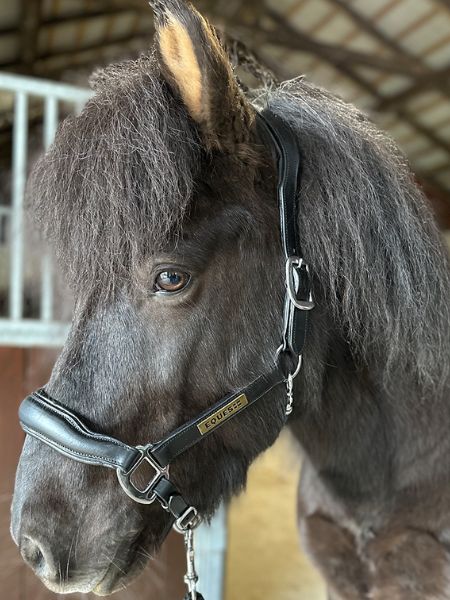 Eques leren halster