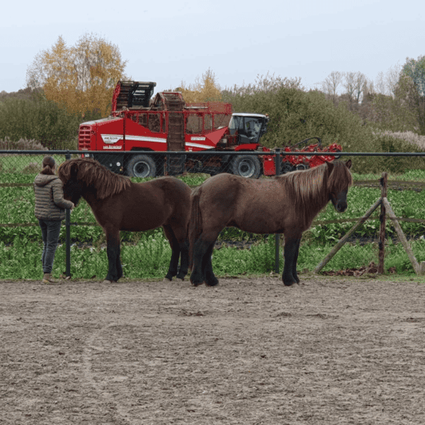 Flaumur fra Napsjtern Flaumur fra Napsjtern