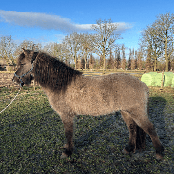 Julius Sesar frá Mjölkurpósti