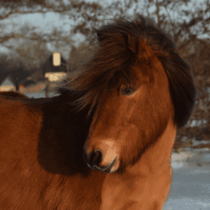 Mímir frá Keldulandi