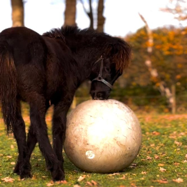 Dalvar van de Dwingelderstroom