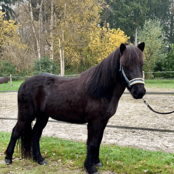 Manalind van de Noorderzon NL2020200160