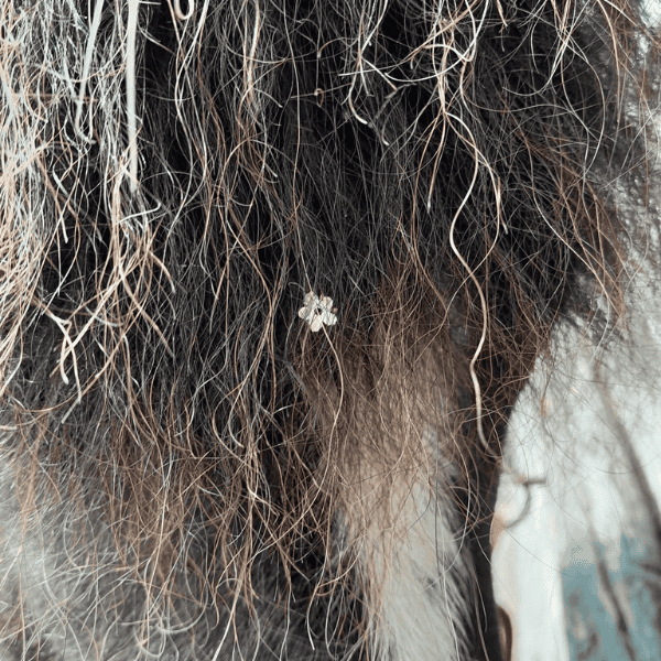 Fina van het Schermereylandt