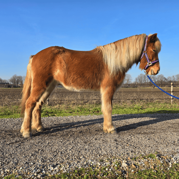 Jóvindur frá Gróskuholti