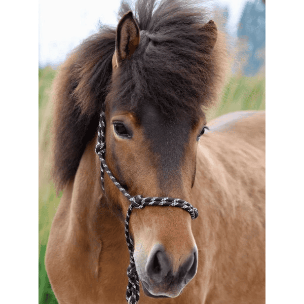 Jórunn van ‘t Glymurshof BE2018202048 