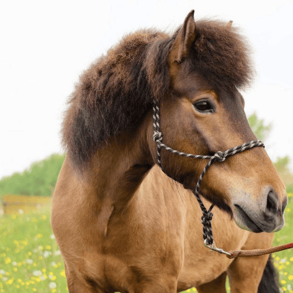 Jórunn van ‘t Glymurshof BE2018202048 Jórunn van ‘t Glymurshof BE2018202048
