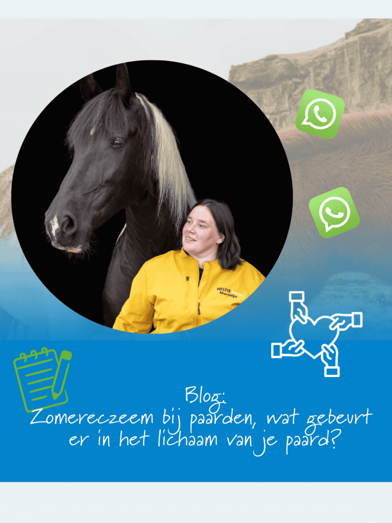 Zomereczeem bij paarden, wat gebeurt er in het lichaam