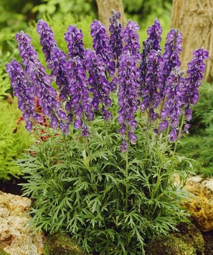 Welke planten zijn giftig voor paarden