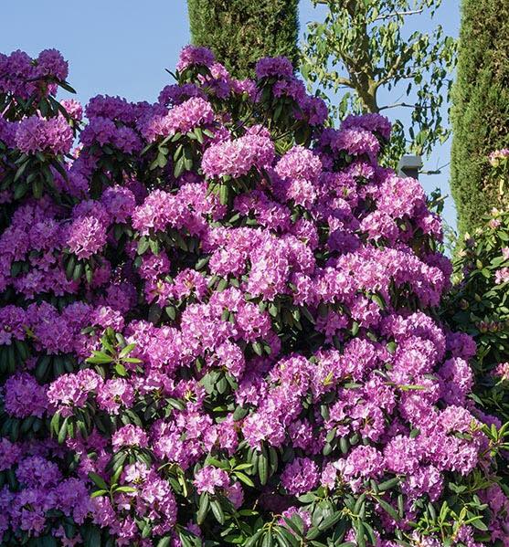 Rhododendron