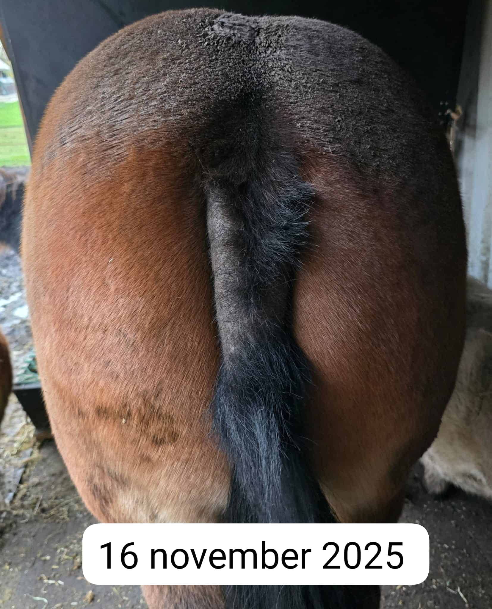 Ilse paard november 2025