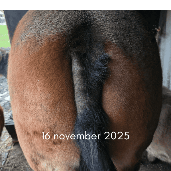 Platform Zomereczeem Paard