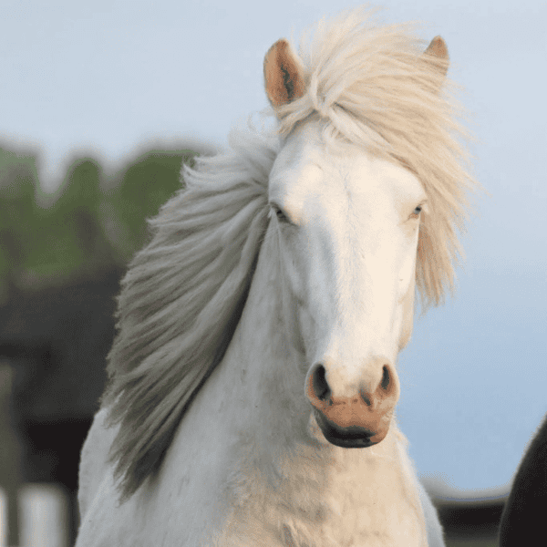 Fjördur van het Schermereylandt