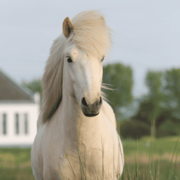 Skýdir van het Schermereylandt