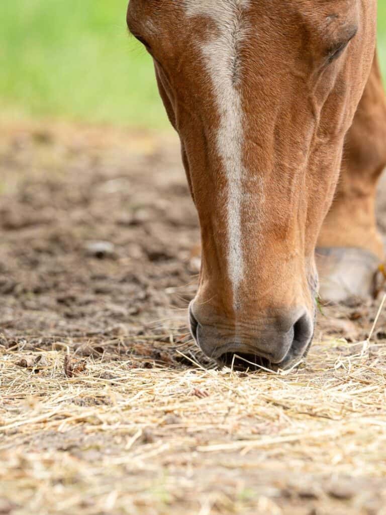 heeft je paard zomereczeem of een darm probleem