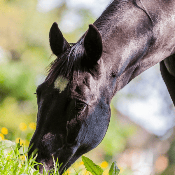 Wanneer geef je electrolyten aan je paard