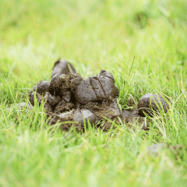 Wat helpt tegen mestwater bij een paard