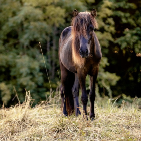 Loki van het Paardenoord