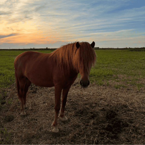 Heeft een paard zonder weidegang extra vitamine-E nodig