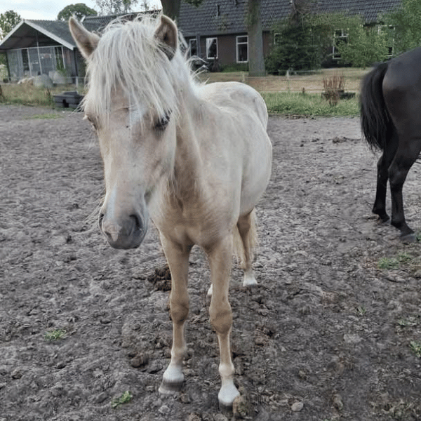 Kasper från Lejoneldis Kasper från Lejoneldis