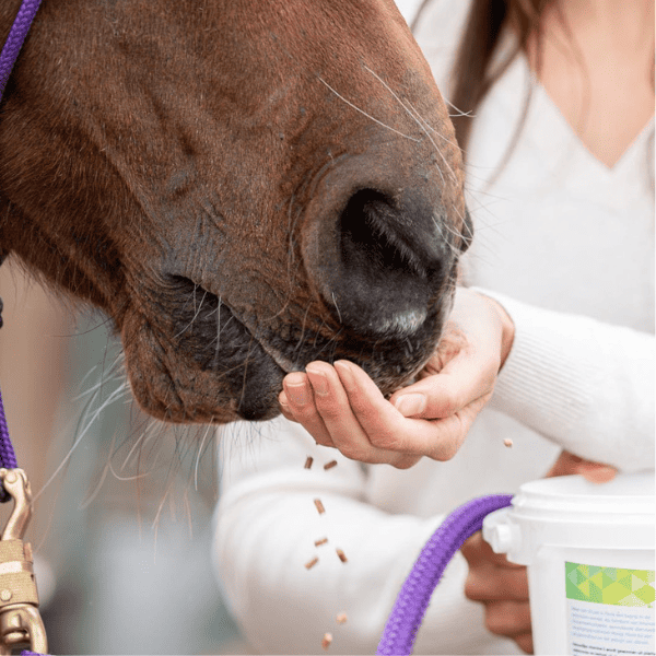 Wat als je paard in de winter minder soepel beweegt?