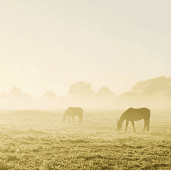 Wat heeft er gewerkt bij je paard met zomereczeem
